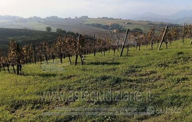 Terreno Agricolo Serra de' Conti [A4329096]