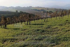 Terreno Agricolo Serra de' Conti [A4329096]