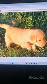 Golden Retriveer Anglo-Americano con Pedigree Enci