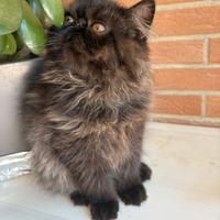 Cuccioli gatto persiano