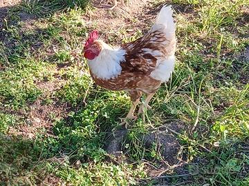 Gratis 2 galletti giovani e sani - subito disponib