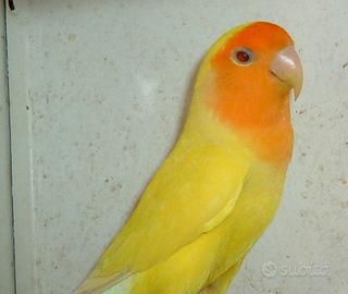 Inseparabili allevati a mano