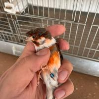 Canarini allerchino portoghesi