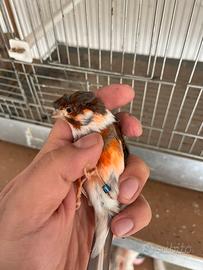 Canarini allerchino portoghesi