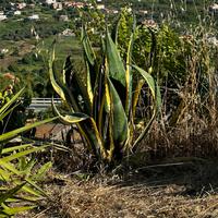 Agave americana variegata