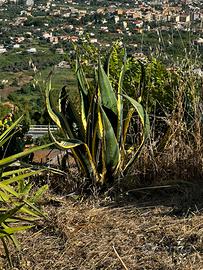 Agave americana variegata