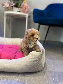 Cucciola maltipoo albicocca toy mini albicocca