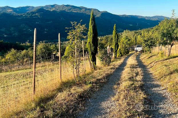 Terreno Agricolo, mirtilli + Alloggio