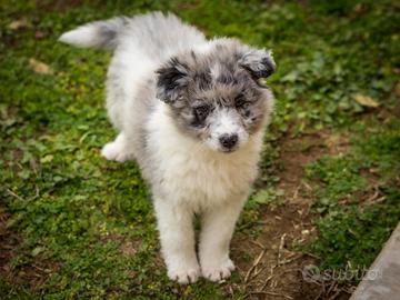 Cucciola Pastore australiano