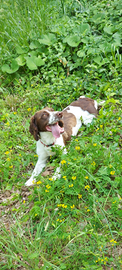 Springer spaniel cucciolona