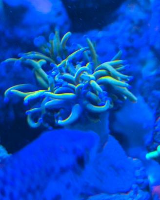 Euphyllia gold 24k