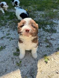 Cuccioli di lagotto e border collie