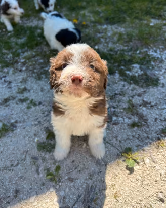 Cuccioli di lagotto e border collie