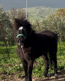 Pony femmina