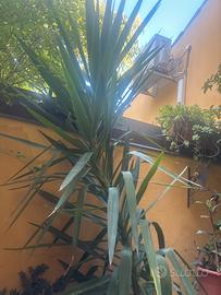 Piante con vaso