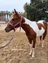 Puledro paint