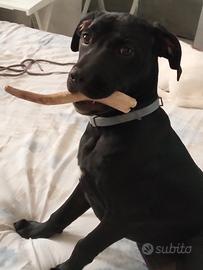 Labrador