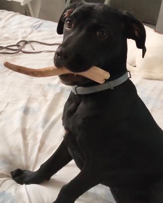 Labrador