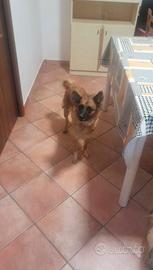 Cucciola di 5 anni
