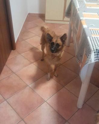 Cucciola di 5 anni