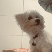 Maltese maschio per accoppiamento