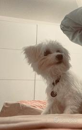 Maltese maschio per accoppiamento