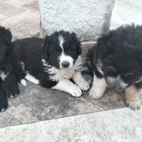 Cuccioli di cane incrocio