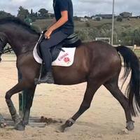 Pony Irlandese di 8 anni