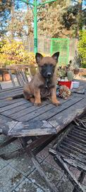 Cuccioli Pastore Belga Malinois in tutta Italia