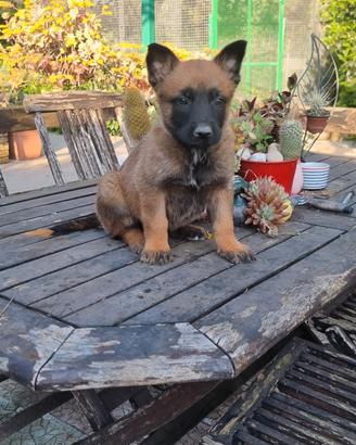 Cuccioli Pastore Belga Malinois in tutta Italia