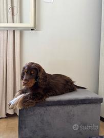 Disponibile per monta - Cocker Spaniel