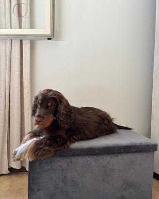 Disponibile per monta - Cocker Spaniel