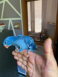 Pulli parrocchetti dal collare