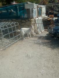 Capra girgentana