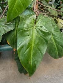 Philodendron erubescens