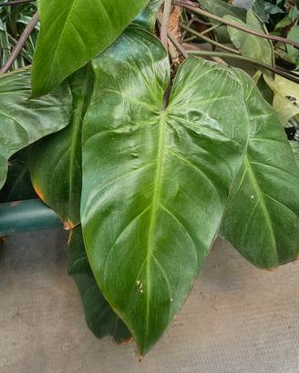 Philodendron erubescens