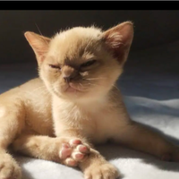 Gattini Burmese cuccioli Gatto