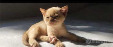 Gattini Burmese cuccioli Gatto