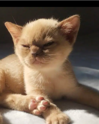 Gattini Burmese cuccioli Gatto