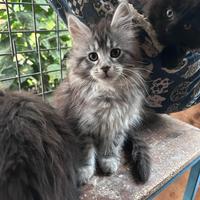 Femmine Maine Coon