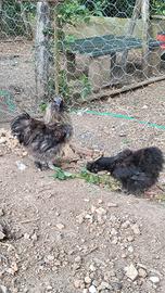 Galli e galline