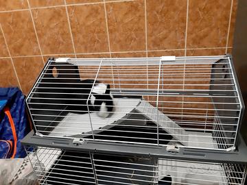 Coniglio nano olandese