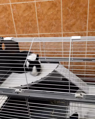 Coniglio nano olandese