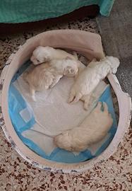 cuccioli maltesi