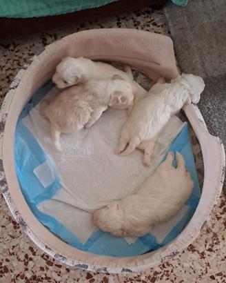 cuccioli maltesi