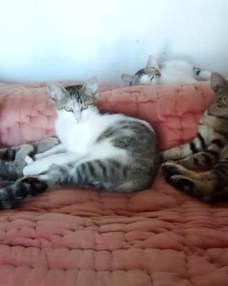 Cuccioli di gatto