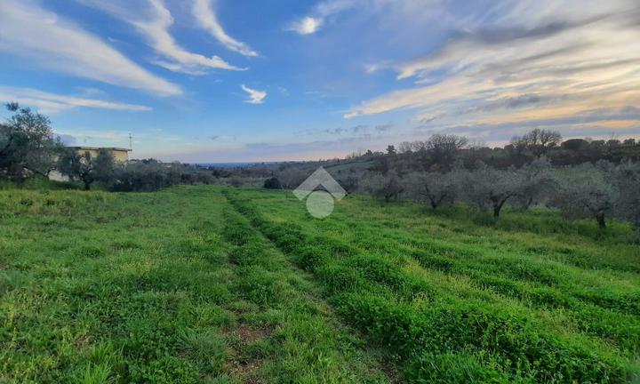 TER. AGRICOLO A VELLETRI