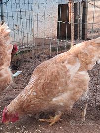 Gallina campagnola