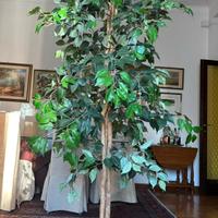 pianta finta ficus benjamin