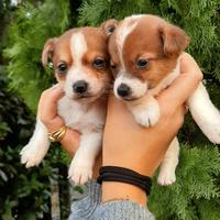 Cane di razza jack russell